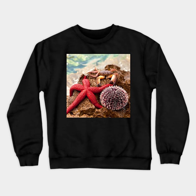 Crab Sea ​​Urchin StarFish Crewneck Sweatshirt by StylishPrinting